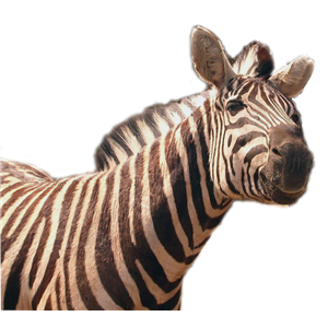 Zebra PNG image-8977